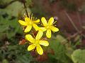 Himalayan Hypericum